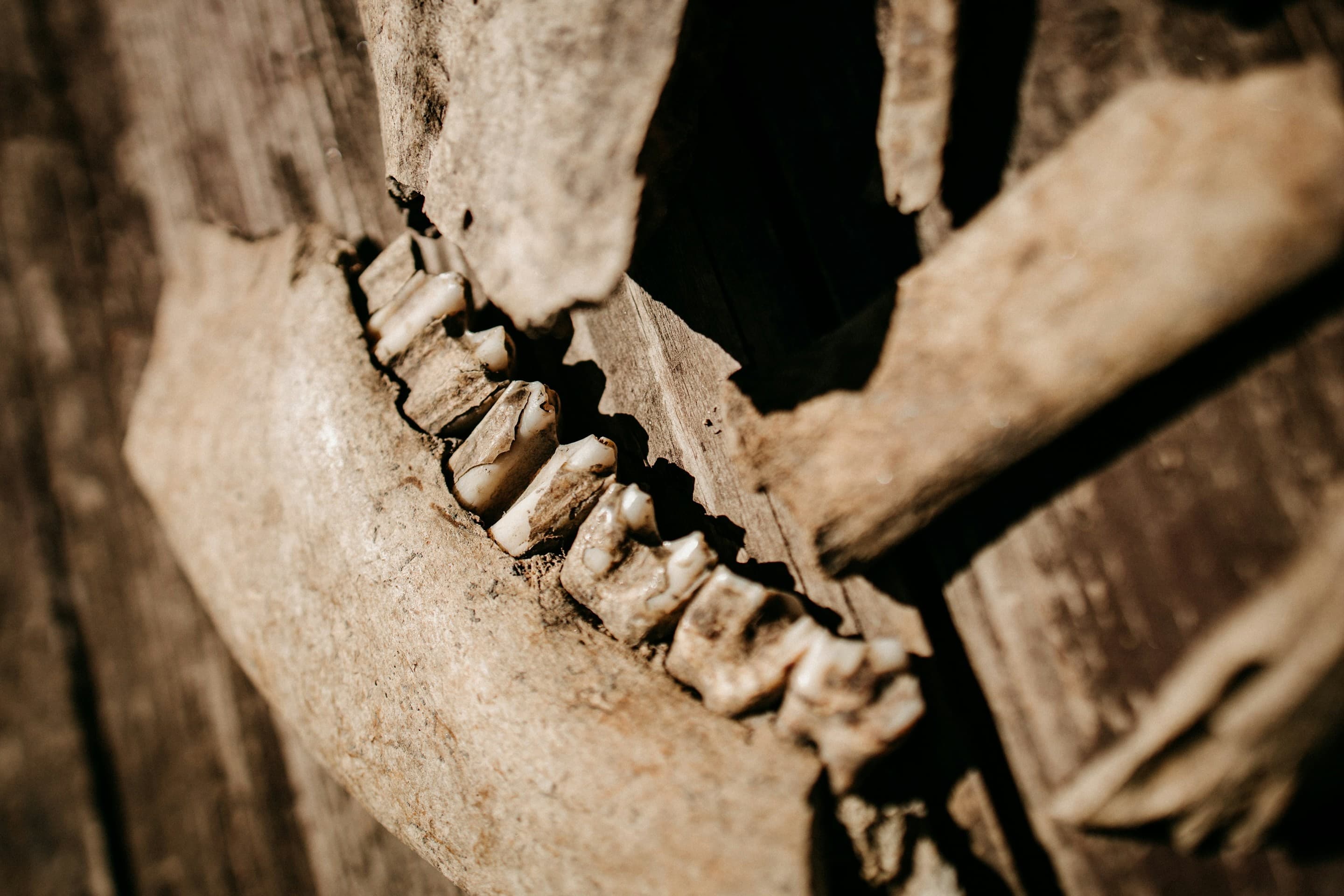 The Real Paleo: Roots Before Ribeye